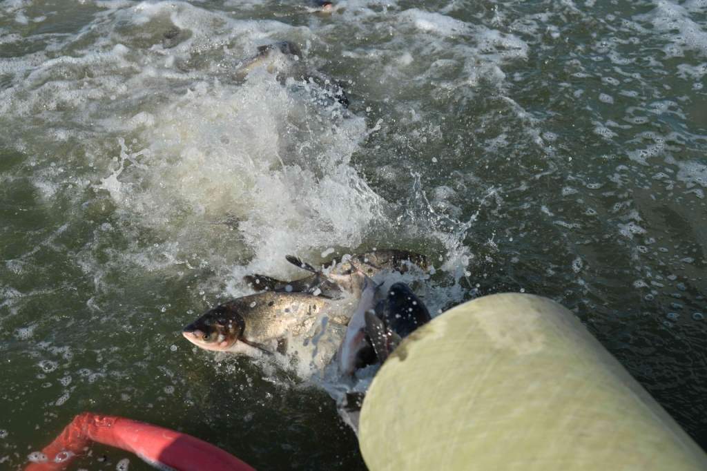 Цимлянская рыба. Волгодонск Цимлянское водохранилище. Цимлянское водохранилище АЭС. Зарыбление водоемов. Зарыбление Симферопольского водохранилища.