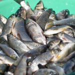 Почти миллион рыб-мелиораторов выпустила в Цимлянское водохранилище Ростовская АЭС