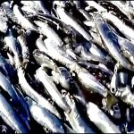 Дмитрий Патрушев: Экспорт рыбной продукции переориентируется на дружественные страны