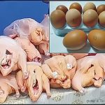 Минсельхоз: Производители яиц и куриного мяса в РФ продолжают снижать цены