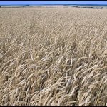 Из-за заморозков Россия недосчитается миллионов тонн зерна. Но это некритично