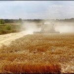 Мировые цены на зерно снизились под влиянием урожая и закрытия импорта Турцией